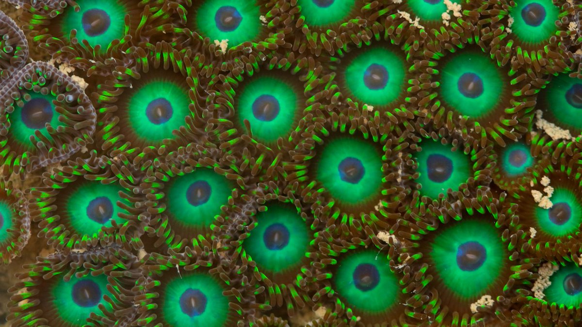 Nature inFocus tweet media