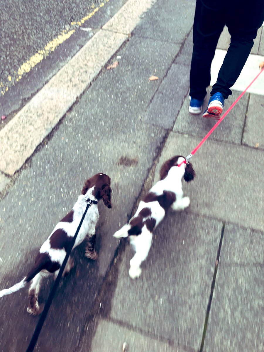 iain_w_anderson's tweet image. Your important daily #joe #jarvis #joejarvis - our FIRST walk 🐾😊