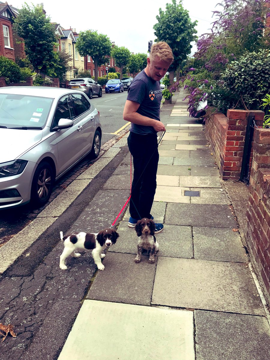 iain_w_anderson's tweet image. Your important daily #joe #jarvis #joejarvis - our FIRST walk 🐾😊