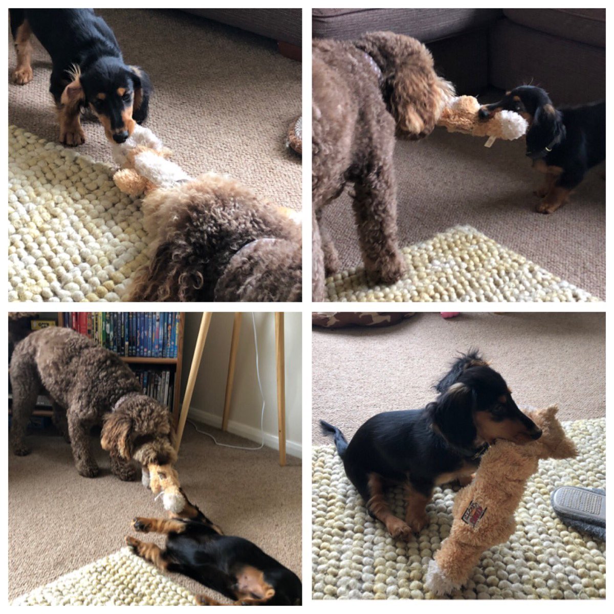 RanieriDog's tweet photo. I let him win occasionally! 🐶🙌🏻 https://t.co/eiltYnWktk