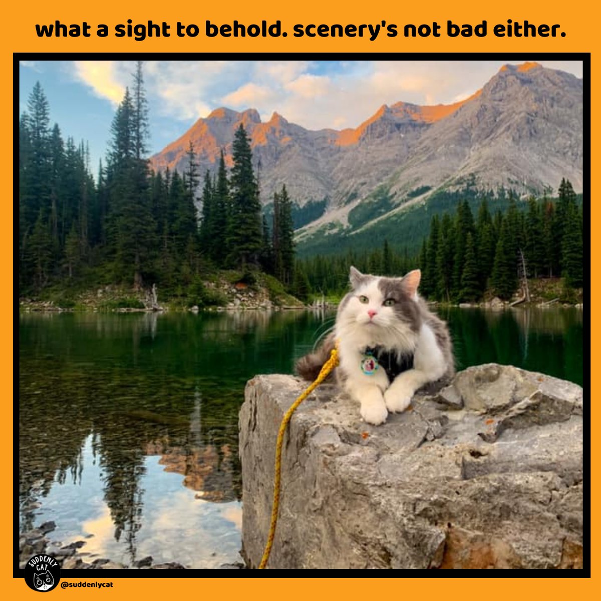CatSuddenly tweet picture