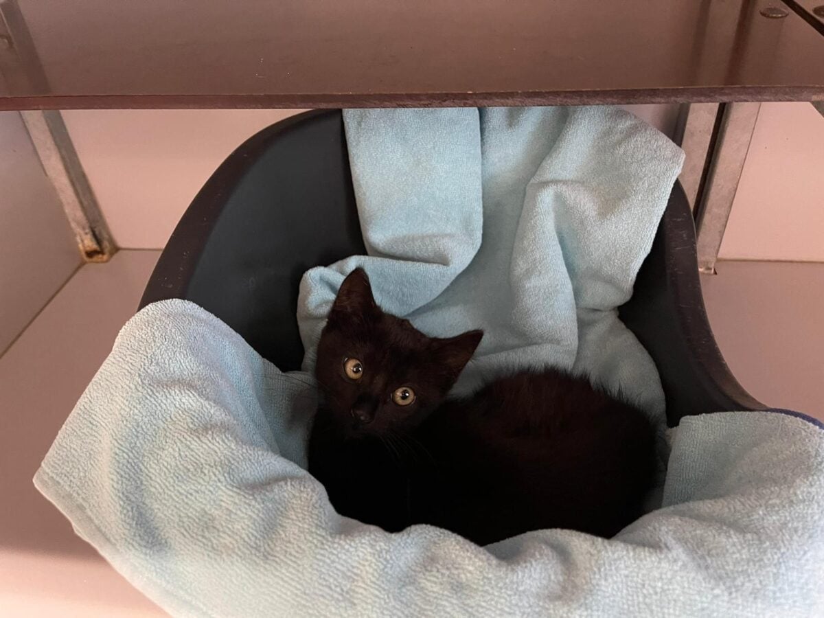 💚 GEVONDEN: KAT
kitten poesje, zwart
#ASSEN #DR Lonerstraat
#DHgev 26/7/21 facebook.com/DeHerenigingDr…