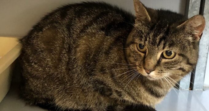 💚 GEVONDEN: KAT
poes, cypers
#PESSE #DR tankstation
#DHgev 22/7/21 facebook.com/DeHerenigingDr…