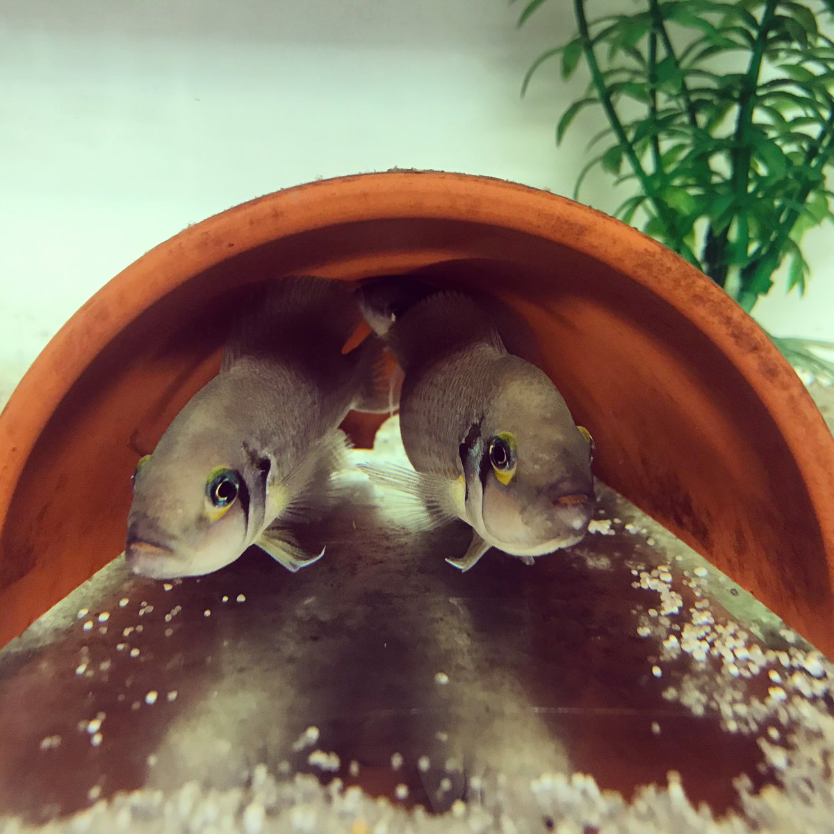 High on my academic favourites list: announcing the first paper of an #ECR. 🌟CONGRATULATIONS🌟 <a href="/EmilyRi75446053/">EmRchmnd</a> on the new paper in <a href="/RSocPublishing/">Royal Society Publishing</a> from her #Masters. Great work too from Ines Goncalves &amp; <a href="/HasHarding/">Harry Harding</a>. 😀#ProudSupervisor
#OpenAccess here: royalsocietypublishing.org/doi/10.1098/rs…