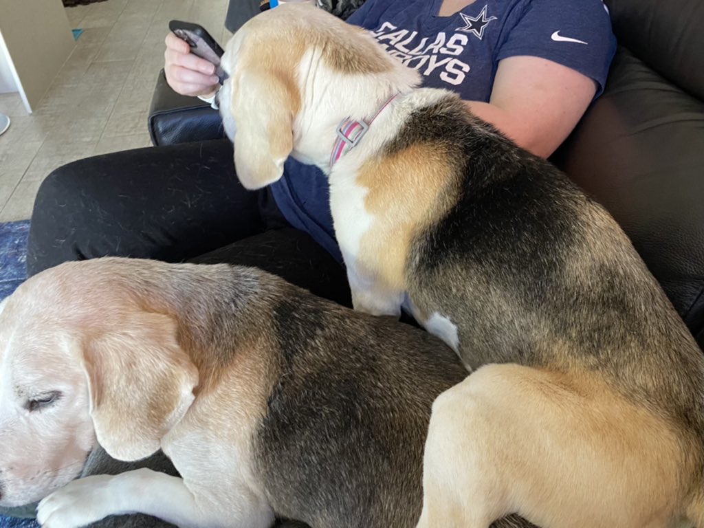 TkerinTrish's tweet photo. What do you have there hoomum? #stackson #twodogsaday #takecare https://t.co/vy9G9dyICQ