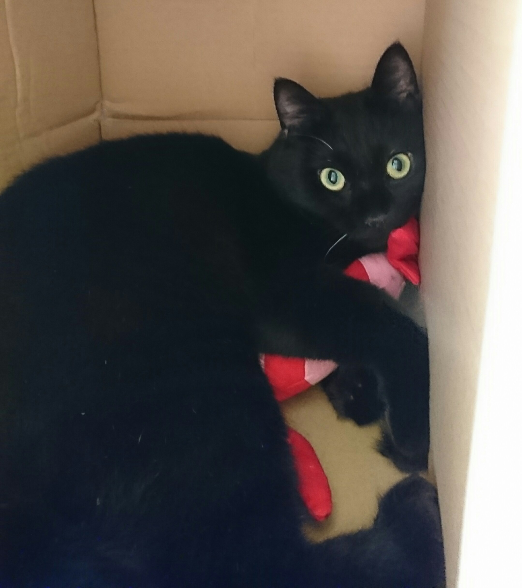 黒猫クロ みて 見て むっちゃ可愛くないですか 黒猫 ネコチャンカワイイ 猫好きさんと繋がりたい T Co C86wzdfo1w Twitter