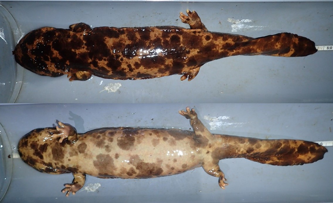 Gsネタ その16 お腹側 オオサンショウウオ Gs Giant Salamander の体色は茶色ベースに黒い斑紋が入ります これ 21 07 28 安佐北区の動植物園 水族館 広島市安佐動物公園 まいにちを豊かに りっち