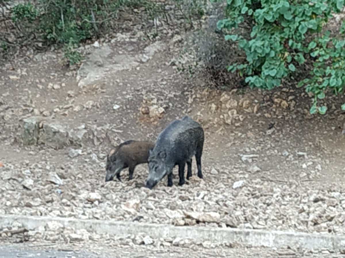 danpuerto1's tweet photo. Las maravillas de poder trabajar en un sitio como #Luminy es que sales del laboratorio y estás en plena naturaleza, en el #ParqueNatural de #LesCalanques de #Marseille.....y te puedes encontrar con un #zorro o una par de #jabalies como estos https://t.co/2rRN6Usv5l