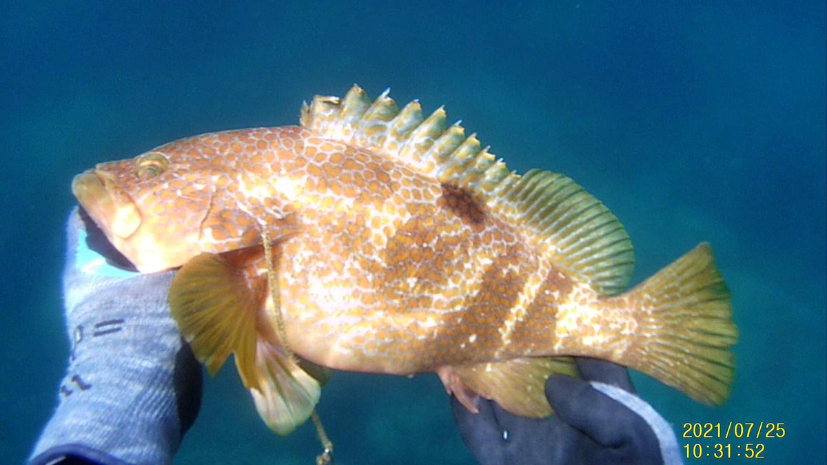 だるま丸 Darumamaru Twitter