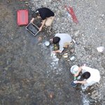 河川で原因不明の魚の大量死が起きているけど？その原因がこれ!