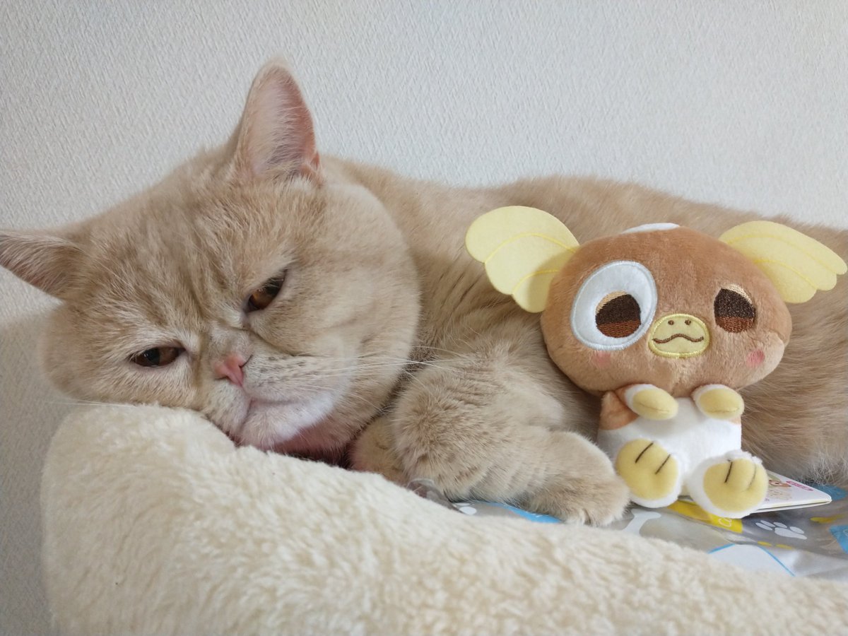 ギズモ ギズモ