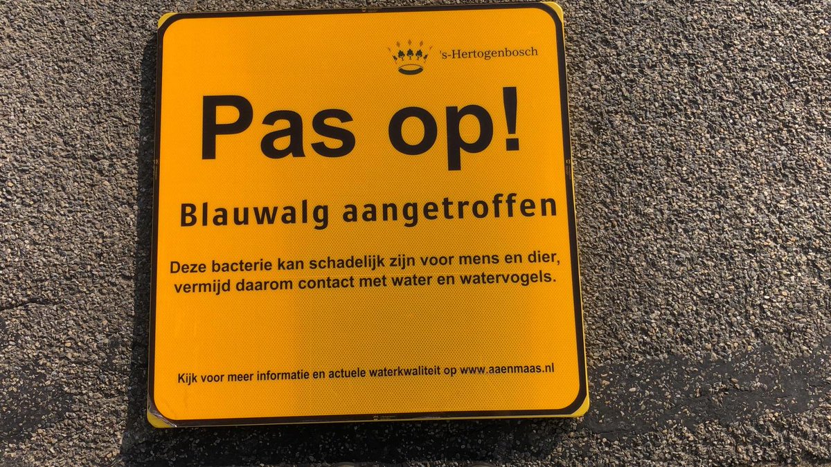 ❗️ Pas op ❗️ Samen met Waterschap <a href="/aaenmaas/">aaenmaas</a> hebben we blauwalg aangetroffen in de Watertuinen in de wijk De Groote Wielen. Blauwalgen kunnen gezondheidsklachten veroorzaken bij mens en dier. Lees meer 👉 shbos.ch/3rGc6Rb