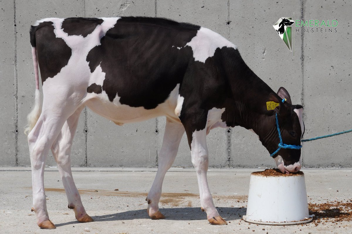 Lot 19 Selling July 31st 'Emerald Doc Fran'

Kind Doc (<a href="/wws_ireland/">WWS Ireland</a>) x VG-2YR Perseus x EX Seaver x VG88 Laurin(Maternal sis to Bordermist Sanchez Fran EX94)

Dam was Hon mention Jnr champ Milstreet 2019

July 31st GVM Mart, Kilmallock

Catalogue now available on issuu