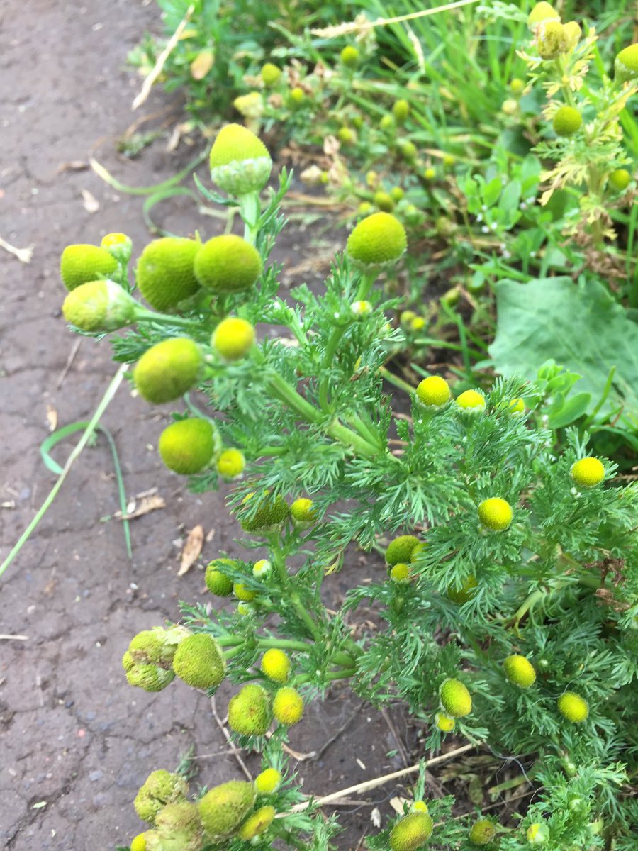 Pineapple weed has similar medicinal properties to Chamomile. It often grows along footpaths where this one lives so gather it in unused places. I think we all need calming herbs in our lives 😃