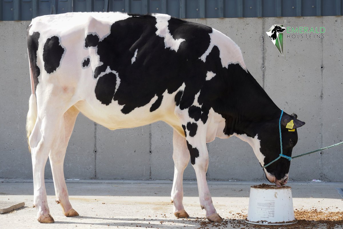 Lot 11 Selling July 31st 'Emerald Crushtime Twizzle'

PD to sexed Hannans AI 4th June

Crushtime x VG89-3YR Solomon x EX94 Atwood x Hallow Advent Twizzle 3 EX96 x EX95 Linjet x EX93 Lee x EX x VG

Catalogue now available on issuu issuu.com/taaffeauctions…