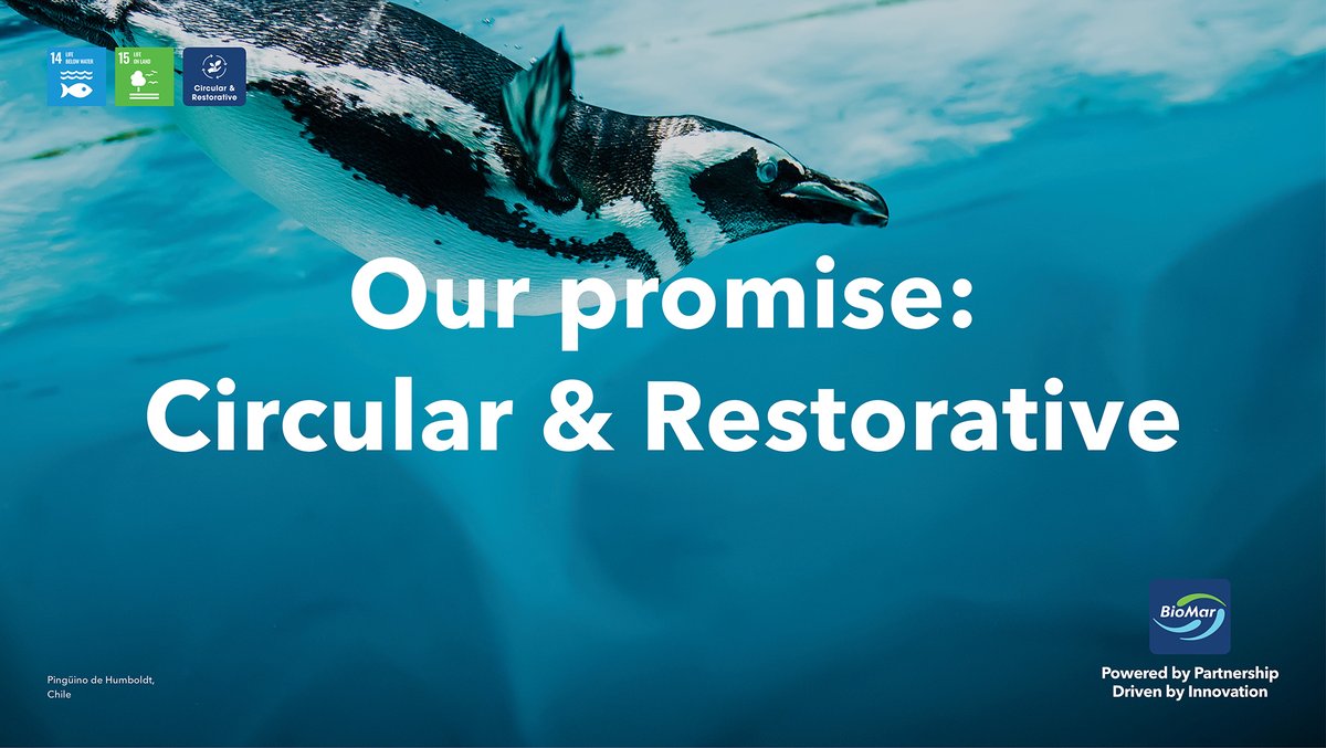 𝗢𝘂𝗿 𝗽𝗿𝗼𝗺𝗶𝘀𝗲: 𝗖𝗶𝗿𝗰𝘂𝗹𝗮𝗿 &amp; 𝗥𝗲𝘀𝘁𝗼𝗿𝗮𝘁𝗶𝘃𝗲 

Through innovation and sustainable sourcing we will redefine traditional aquaculture feed ingredients. By 2030 50 % of our raw materials will be Circular &amp; Restorative.

loom.ly/chAellQ