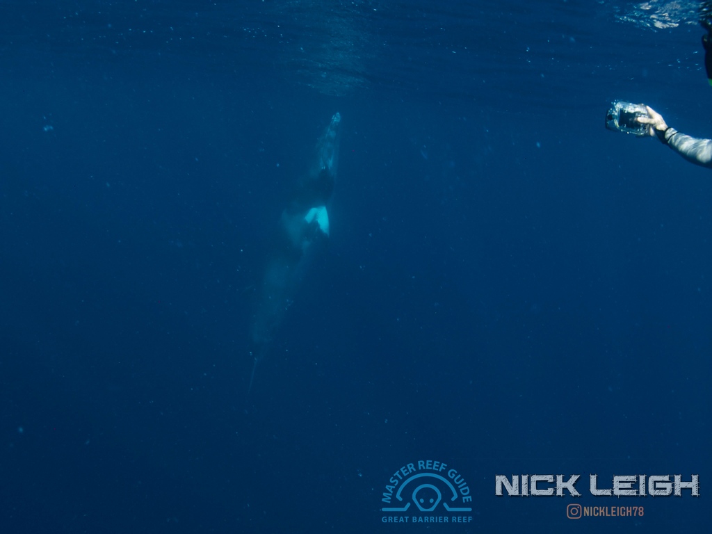 nickleigh78's tweet photo. Spyhop! 
A Dwarf Minke Whale rising out of the water to look at the snorkelers holding onto ropes!
#nickleigh
#surroundedbybluewater
#minkewhaleproject
#masterreefguides
#LoveTheReef
#savethereef
#reeftherapy
#backtothereef
#GreatBarrierReefToday
#gbrmarinepark
#greatbarrierreef https://t.co/ngmTif6lSX