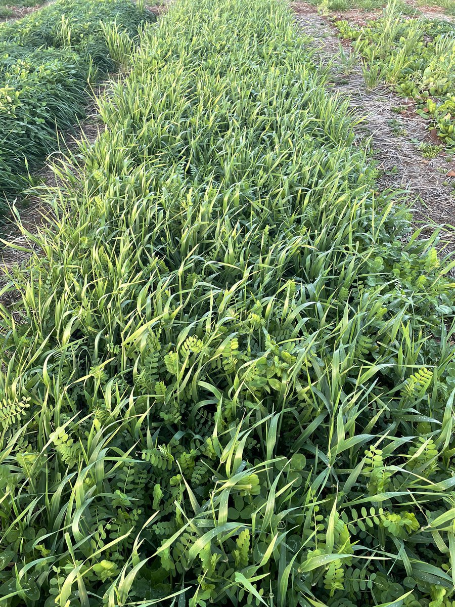 Hayden Thompson tweet media