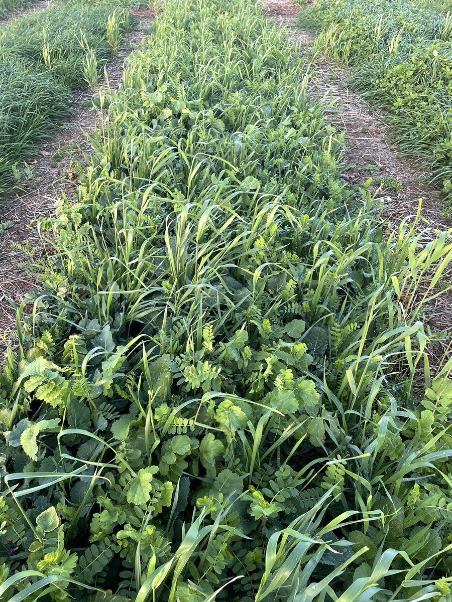 Hayden Thompson tweet media