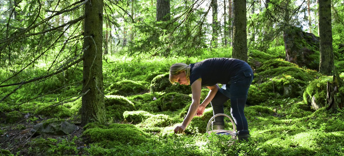 MT @myhelsinki: There is an abundance of nature to be enjoyed in #Helsinki. When you need a quick break from gizmos and gadgets just head over to the nearest forest. But remember to respect mother nature, we mustn't anger her!

https://t.co/oY8or8jY5s https://t.co/q52AvdLY6A