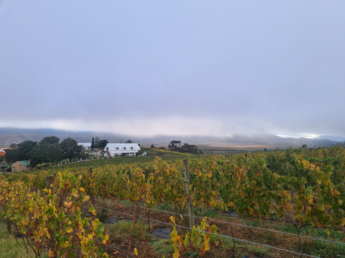 Would the valleys were your streets, and the green paths your alleys, that you might seek one another through vineyards, and come with the fragrance of the earth in your garments.
- Kahlil Gibran
#farmlife #farming #vines #vineyards #southafrica #nature #theoutdoors #guestfarm