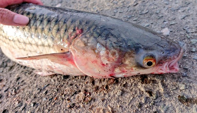 小宮 春平 福岡県生物多様性アドバイザー さん の人気ツイート 3 Whotwi グラフィカルtwitter分析 小宮 春平 福岡県生物多様性アドバイザー さん の人気ツイート 3 Whotwi グラフィカルtwitter分析