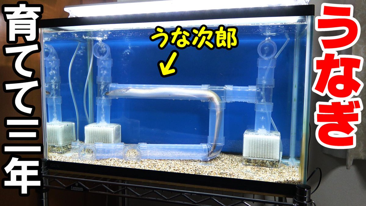 秀峰 Syuho Shodo Twitter 秀峰 Syuho Shodo Twitter