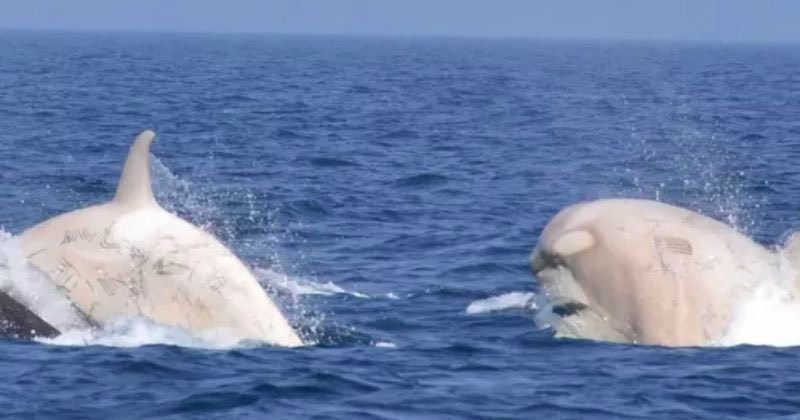 🌊 Scène magnifique au #Japon où deux sublimes orques blanches ont été observées au large de l’île d’Hokkaidō. Ces mammifères marins sont extrêmement rares. C’est la première fois que deux #orques blanches sont observées au large des côtes du Japon. (Photos: Nagashima)