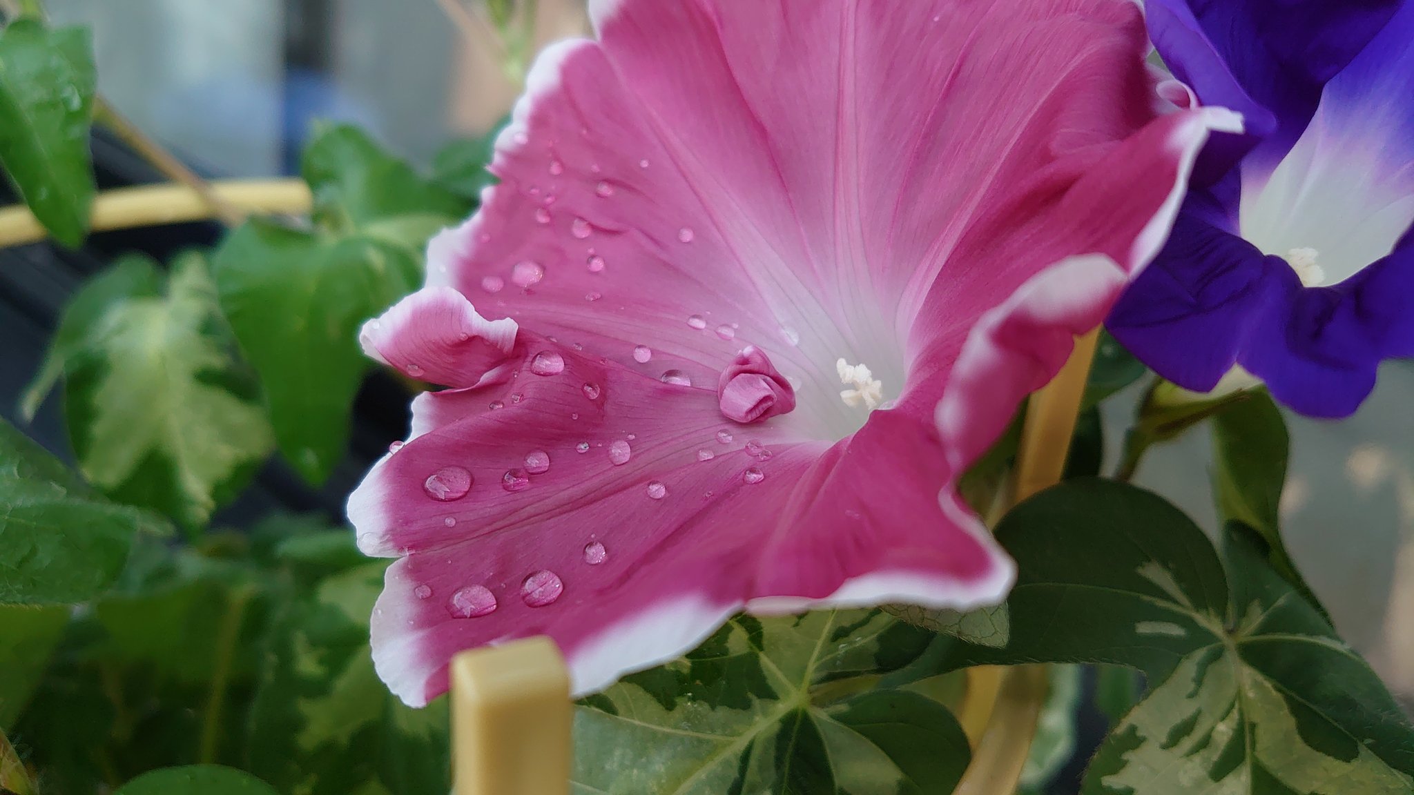 裏花火 昨日今日の朝顔から 園芸覚書 薄水色のこの枝は 青い朝顔 の枝の一本が枝変わりした模様 こうやって新しい品種を作っていくんだね 綺麗な羽衣みたいな薄水色です 朝顔育ててると割りと良く見る変異なのだけど T Co Yieb9vvbmb Twitter