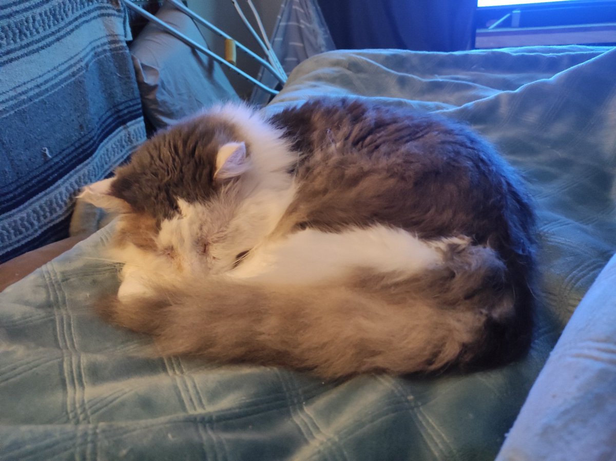 scruffkit's tweet photo. It being times of sleepy Scruff now. Hims gonna curls up in dis floofy tails an dreamings of roasts chickems!
#FIVCatClub #AussieCatsOfTwitter https://t.co/WsRGvDjiDA