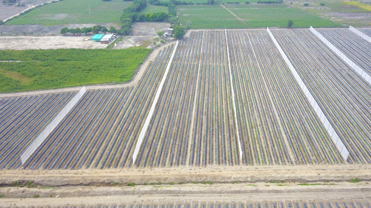 With Cocogreen, Blueberry growers have #confidence as well as #reassurance with #consistency and #quality. Our leading-edge MCT® &amp; Safeguard Lite Organic™ integrate to provide a homogeneous blank canvas supporting moisture content from the top of the bag to the bottom.