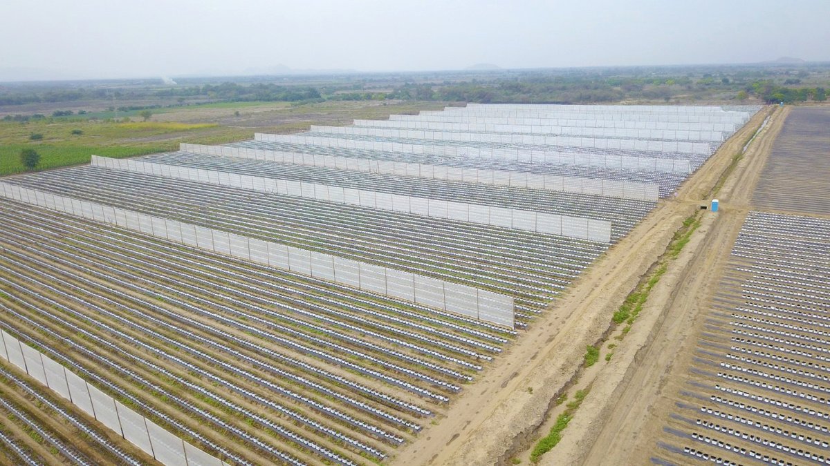 coco_peat's tweet image. With Cocogreen, Blueberry growers have #confidence as well as #reassurance with #consistency and #quality. Our leading-edge MCT® &amp;amp; Safeguard Lite Organic™ integrate to provide a homogeneous blank canvas supporting moisture content from the top of the bag to the bottom.