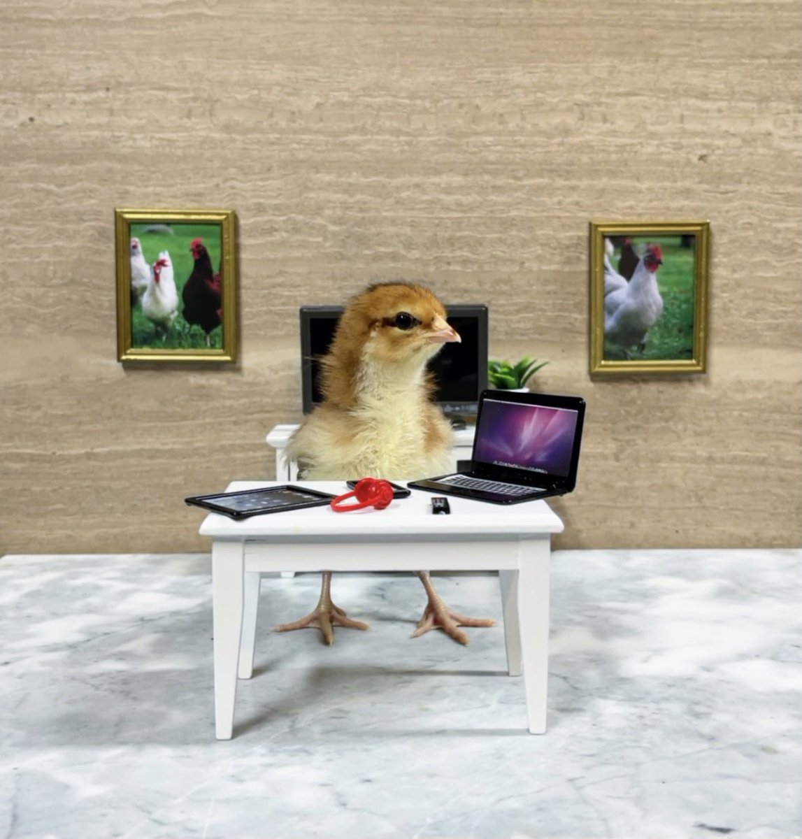 🐥On todays episode of The Chickhouse Chronicles... Dad starts his work from home day with an important Zoom call. The kids can be heard in the background arguing over who gets to eat the last of the mealworms.  And the day begins! 😉
#thechickhousechronicles