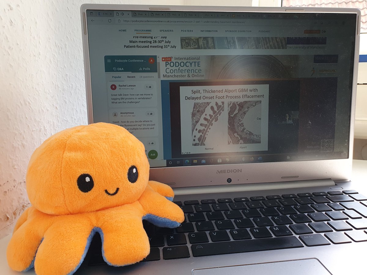 Our Group and little Pody is enjoining the 13th podocyte conference in Manchester @podocyte2021. Happy to be part of this event with selected talks 🐙🙂