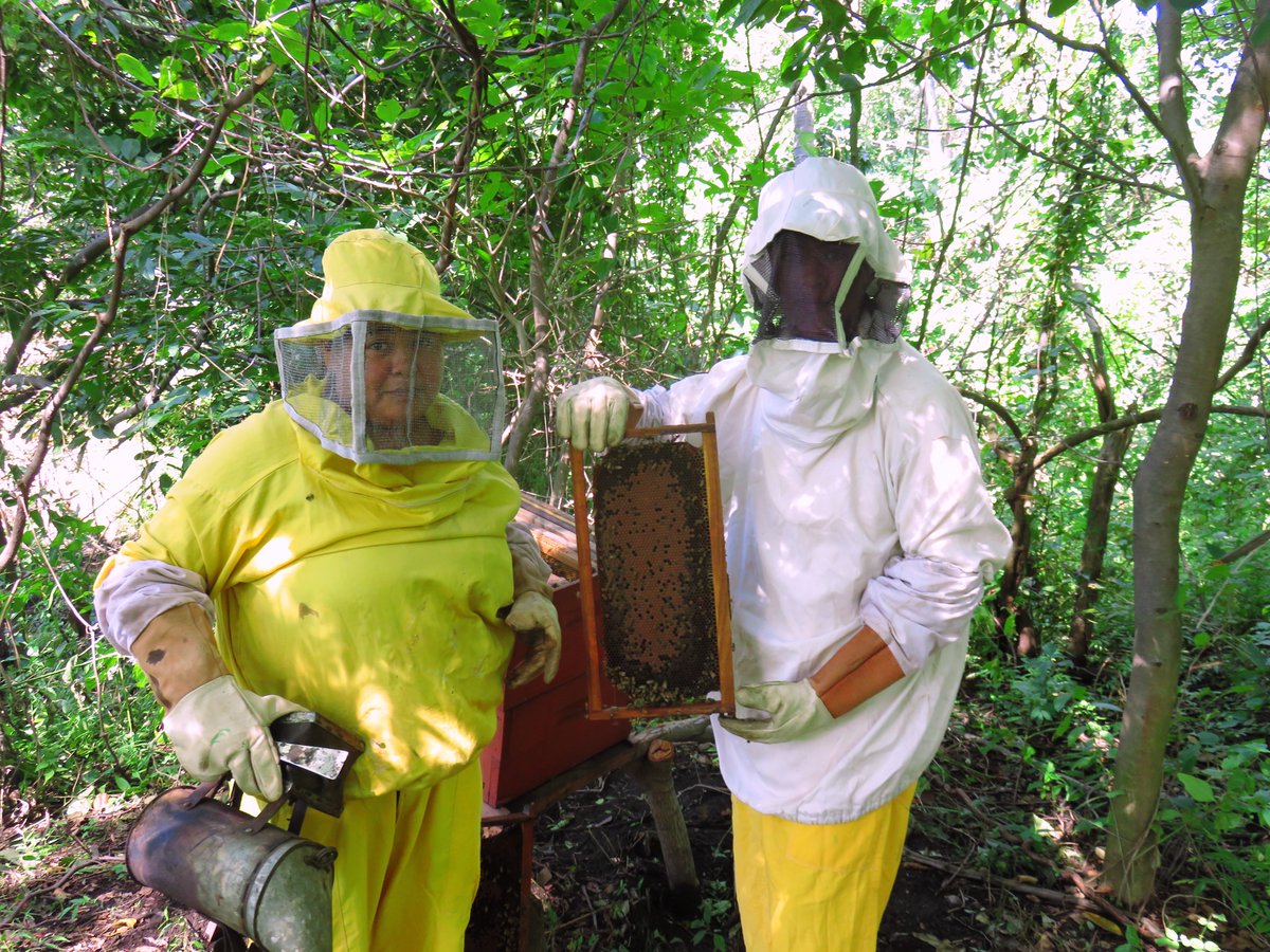 nuevasesp's tweet photo. By the end of the 2019-2020 period, there were seven apiaries across the Telica communities and 944 kg of honey were produced. 

Read our full Annual Report here: https://t.co/nWnH8D9NqN

Support our work here: https://t.co/CgjMm55jpX

#Beekeeping #SustainableDevelopment https://t.co/FbqBnxeFor