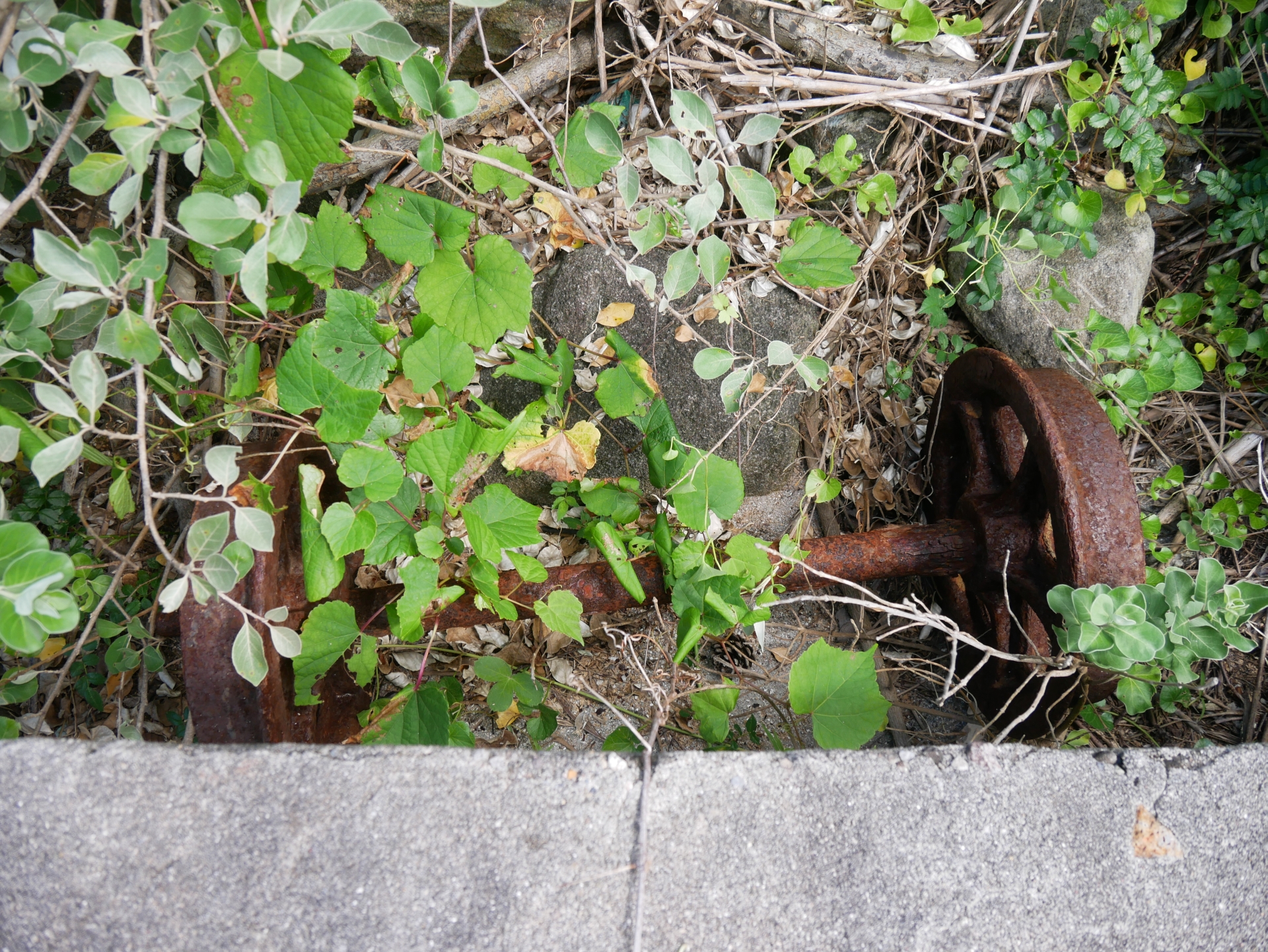 تويتر 大町パルク على تويتر 神津島 名組トロッコ跡 草に埋もれる車輪 フランジ外々の距離から 軌間は610mm程度であったと考えられます T Co Fgtp626wk2