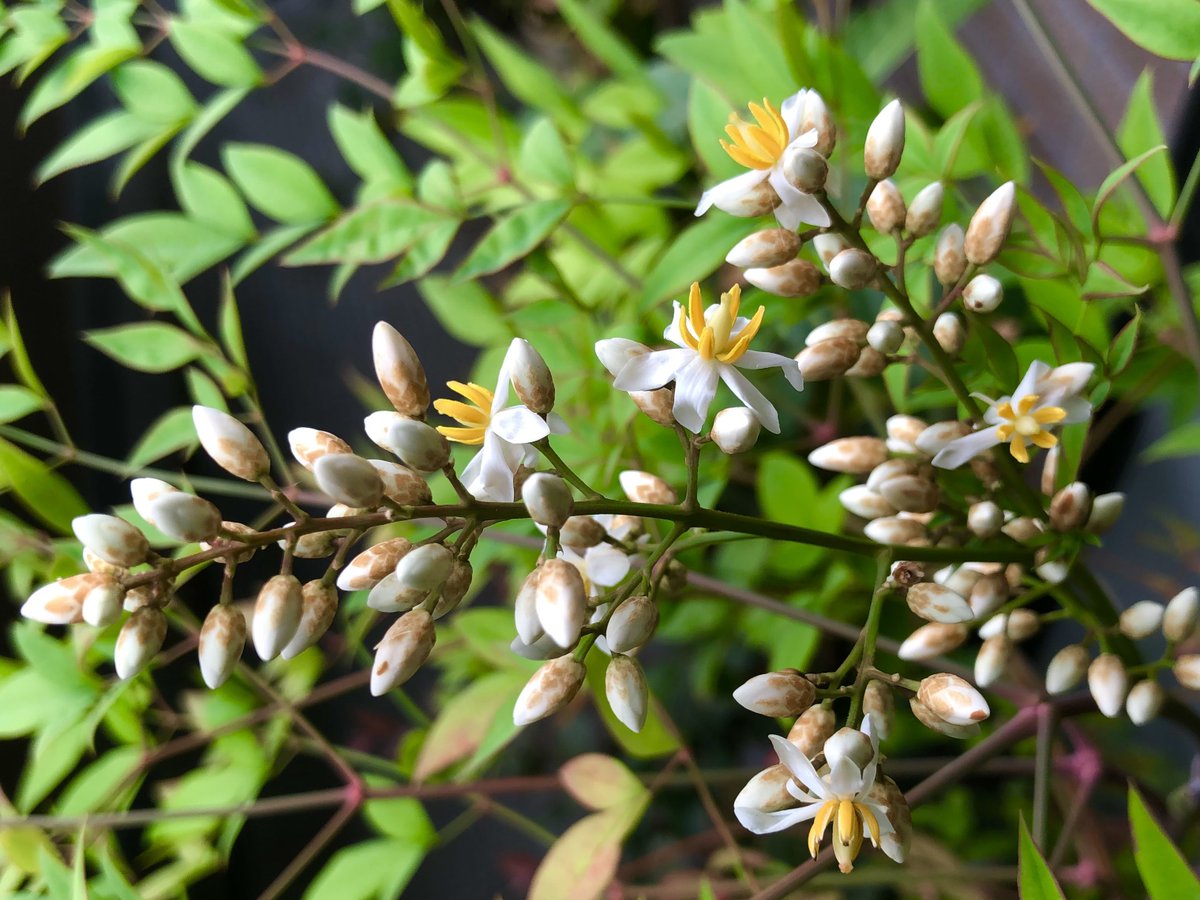 Top Tweets For ナンテン Instalker