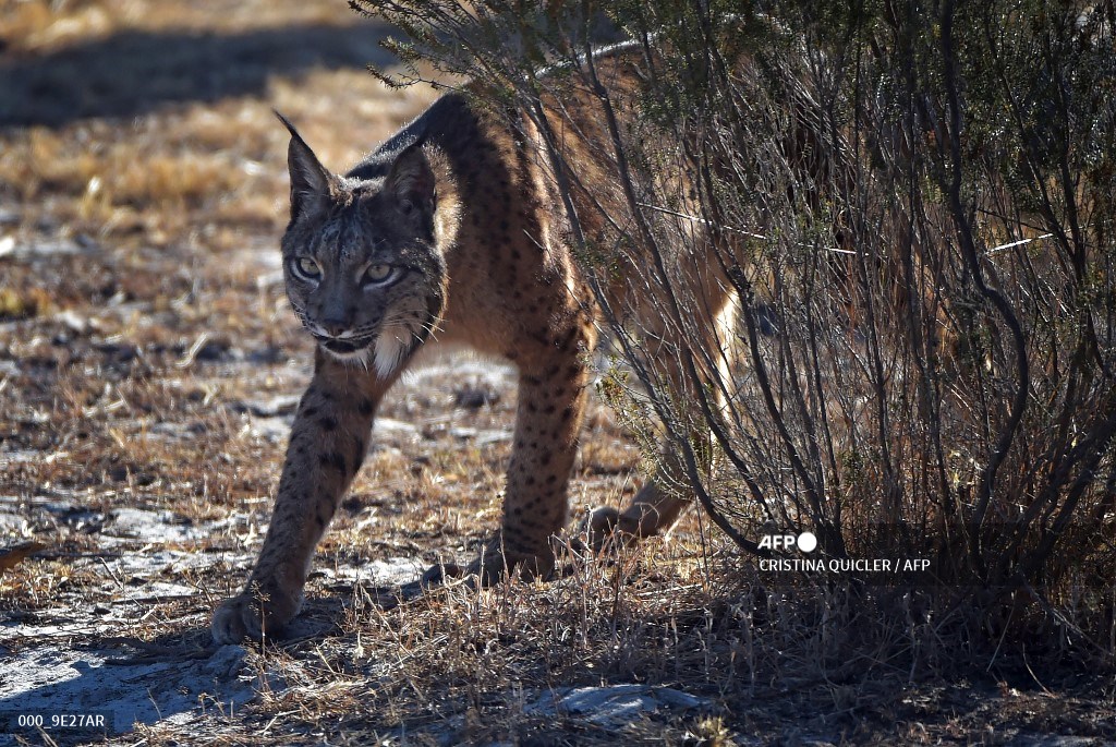AFP Photo в Twitter: „In Spain, Iberian lynx claws back from brink of  extinction 📸 @cristinaquicler #AFP /lvEwuVOJq7  /Hv5hreNmut“ / Twitter
