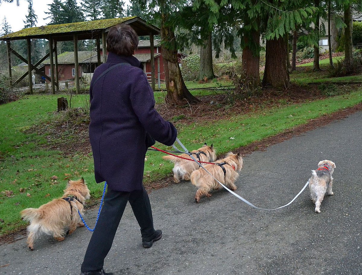 uturnhandles's tweet photo. If not this then what? #3dogs #4dogs
https://t.co/s8FTi8roAQ #dogsoftwitter #perrosdetwitter #dogs #hounds #mutts #terriers #spaniels #dachshunds #beagles #poms #pins #schnauzers #papillons #poodles #shihtzus #yorkies #maltese #frenchies #westies #whippets https://t.co/DGrOseBTbk