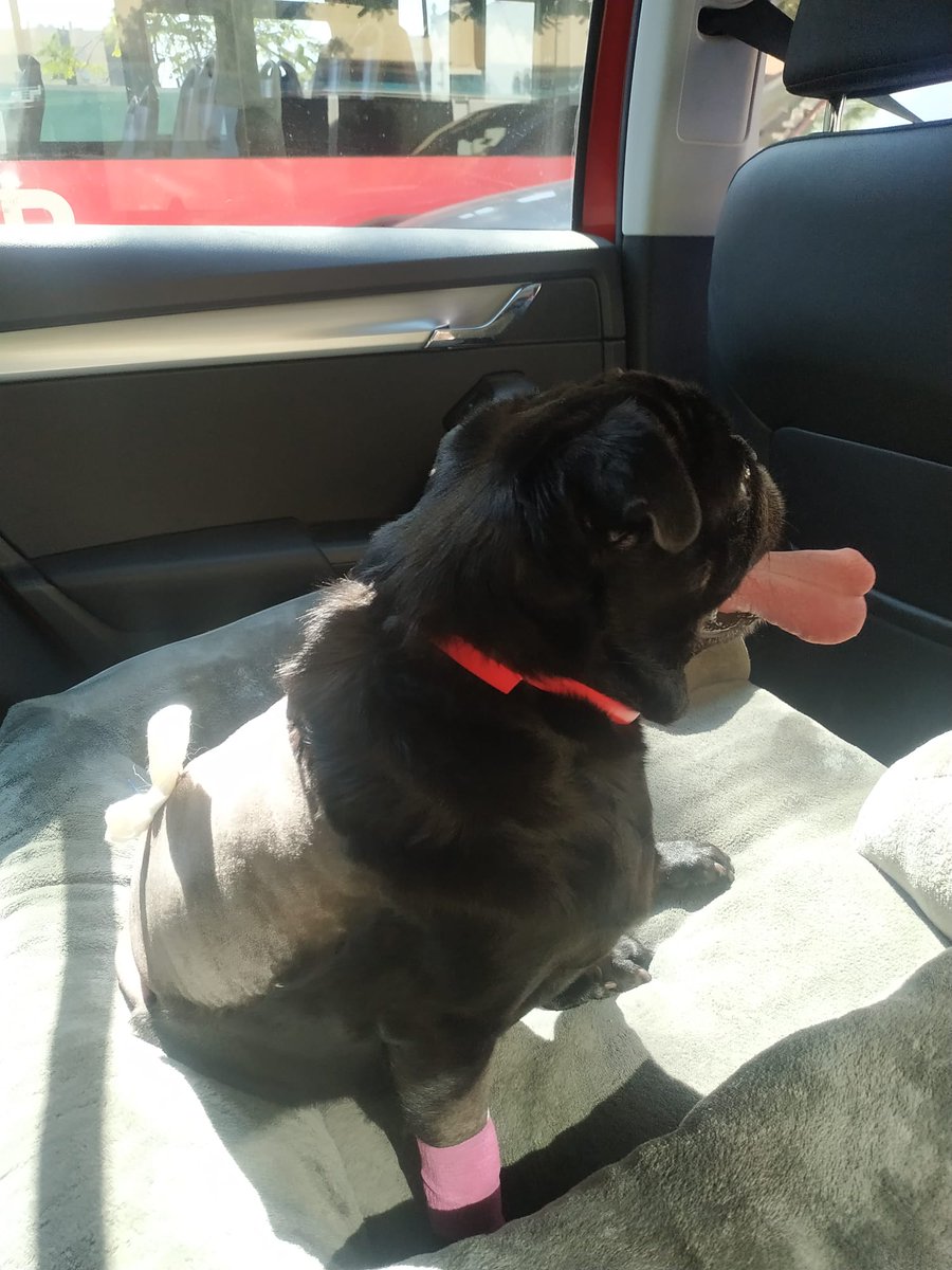 curritothepug's tweet photo. Currito está genial, la operación ha sido un éxito. Ahora toca mucho reposo y sesiones de rehabilitación. Muchas gracias de nuevo a todos los que os habéis preocupado por el, iremos poco a poco respondiendo mensajes. Ahora es tiempo para estar con el❤️ https://t.co/sV2zxX57bh