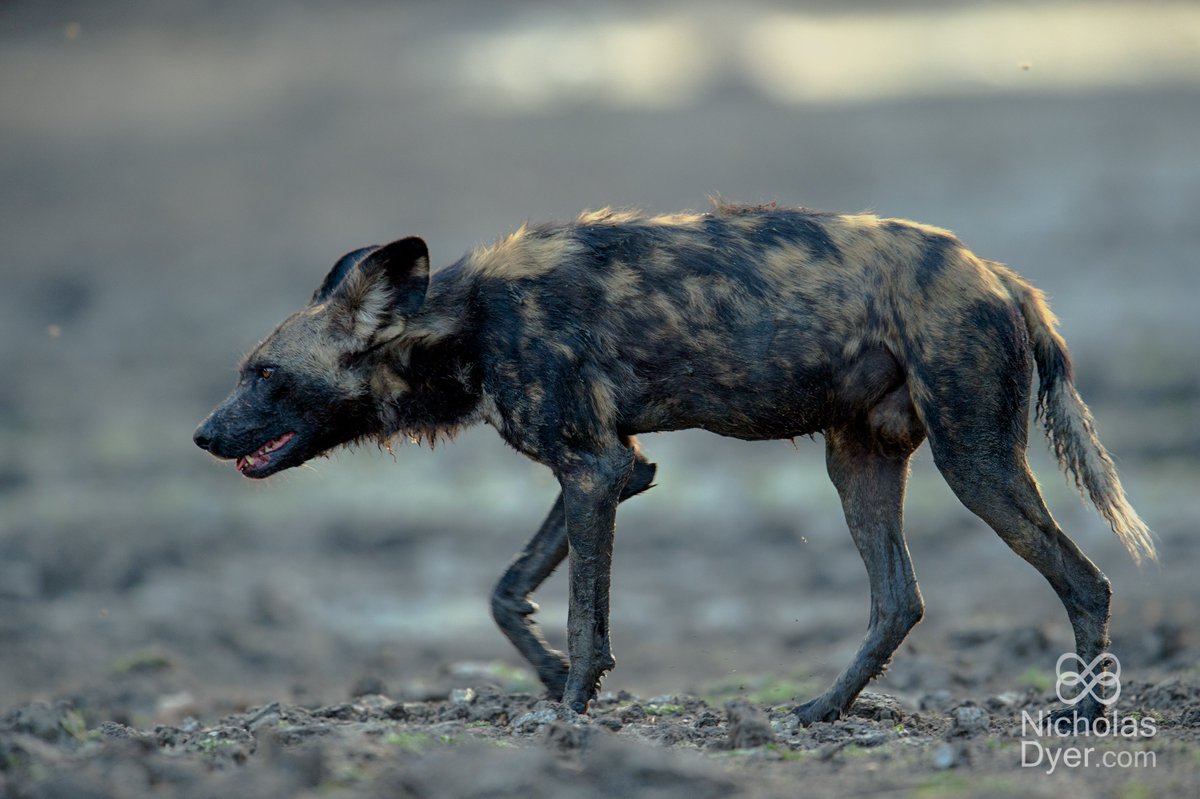 PAINTED WOLF WEDNESDAY

The Mara Predator Conservation Programme was set up in 2018 and is based in the Greater Mara Ecosystem, covering around 3000km2, in south-west Kenya.

You can read more about MPCP’s work here
 paintedwolf.org/organisation/m…

Image by photographer <a href="/nicholasdyerpix/">Nicholas Dyer</a>
