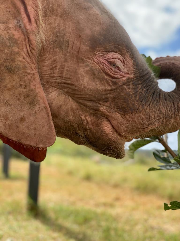 HERD_Elephants's tweet photo. Hi Bravehearts ๐๐๐ #stopsnaring #khanyisagreetings #herdsouthafrica #albinoelephant https://t.co/rcsYAhMeJ9
