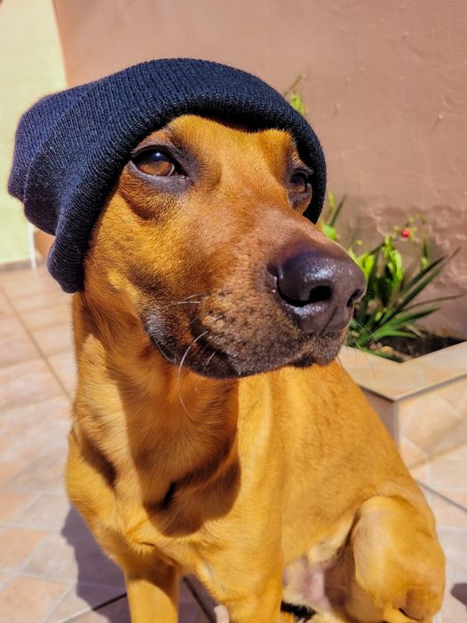 CatioroReflexiv's tweet image. &quot;vira latas são feios&quot;

crédito: Filipe Augusto