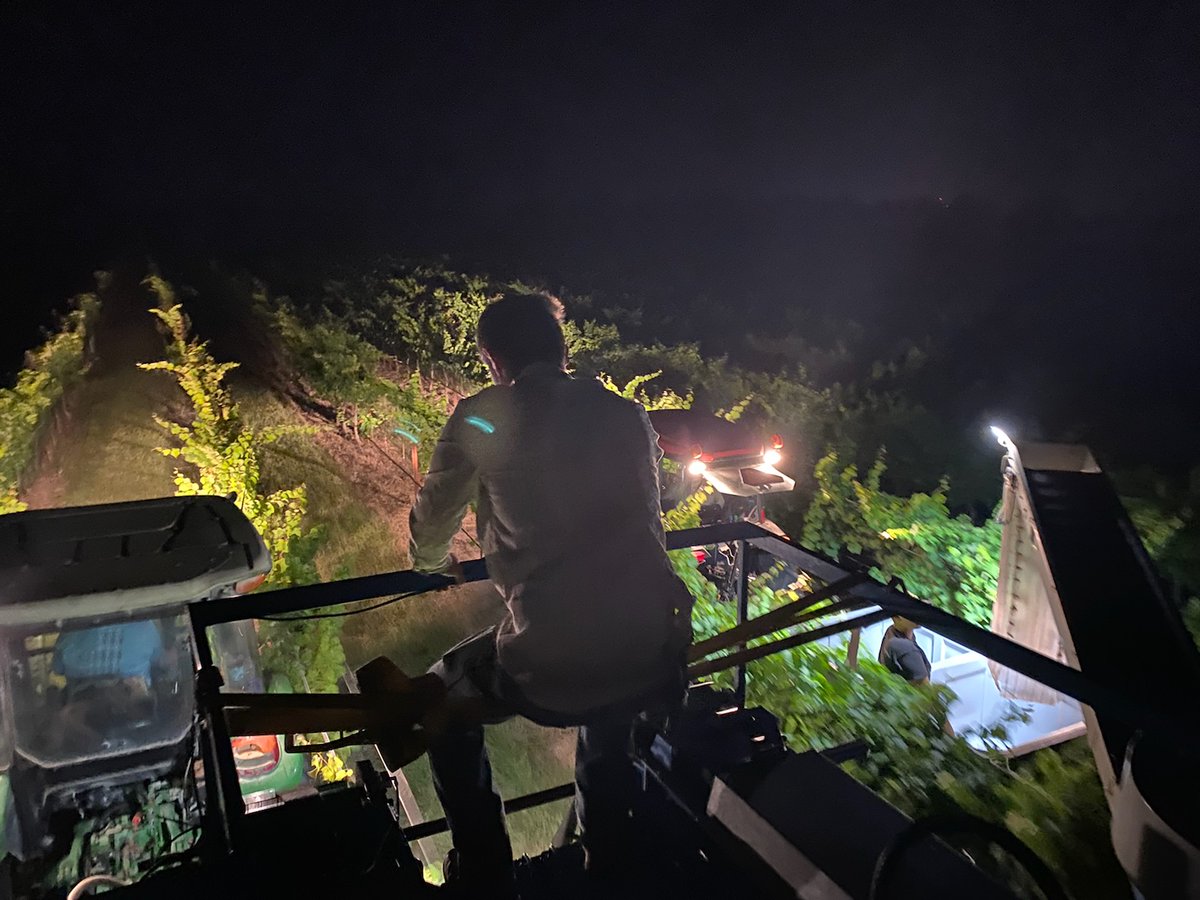 JustinW_Allen's tweet photo. Grape Harvest of 2021 at Augusta Vin is underway. #grape #harvest #wine #texas #texaswine #augustavin #Fredericksburg #fredericksburgwine #earlymorning #harvesttime https://t.co/4nmuvX6eeo