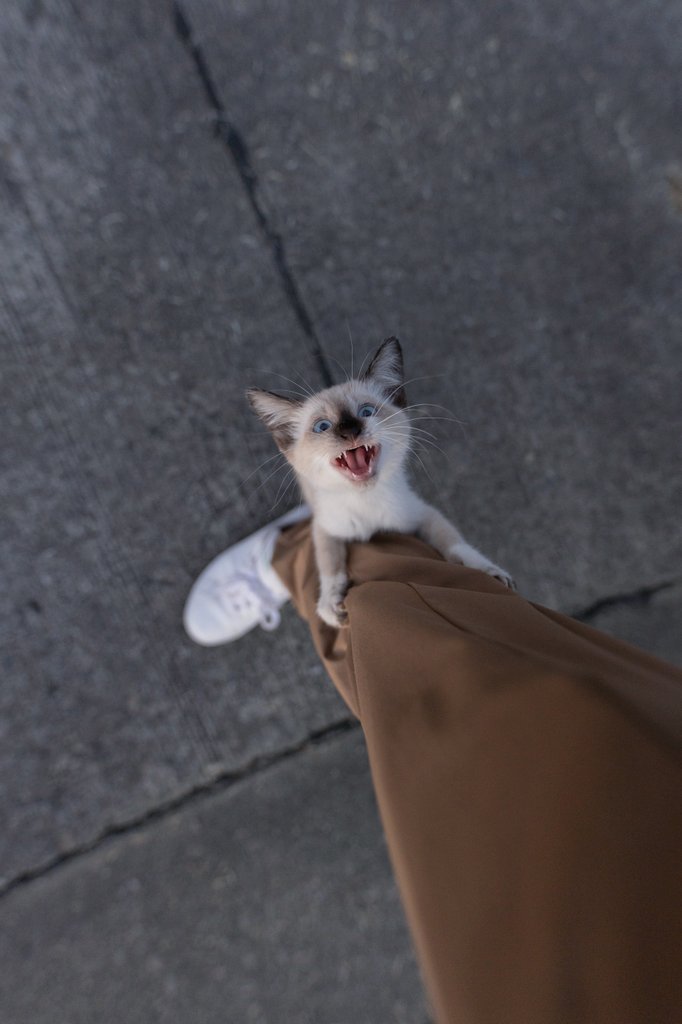 追記あり 足にしがみついてきて鳴く子猫の猛アピールに根負けして無事保護 おまえん家の子になるんじゃあああ その後 Togetter