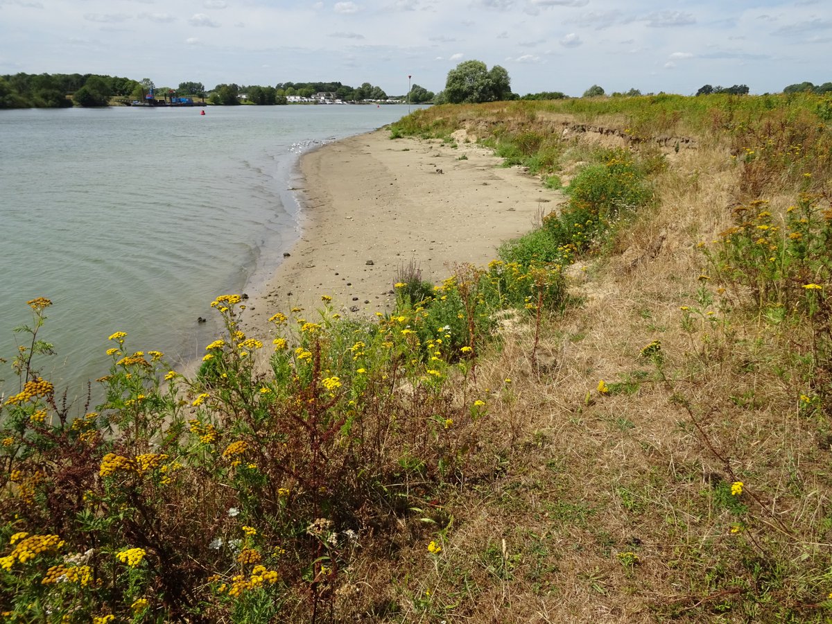We gaan de slag met een nieuw pakket ecologische herstelmaatregelen langs de #Maas. 7 oeverlocaties, 2 beekmondingen en 2 geulen worden aangepakt, zodat  het waterleven er verbetert. De opdracht is definitief gegund aan Martens en Van Oord <a href="/MvOgroep/">Martens en Van Oord</a> #KRW bit.ly/36Sef2H