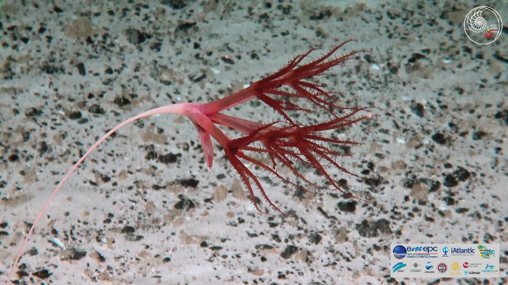 iAtlanticEU tweet media