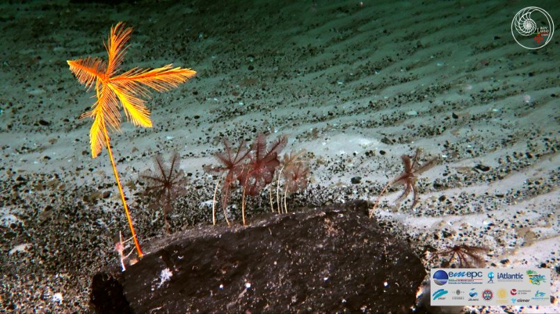 iAtlanticEU tweet media