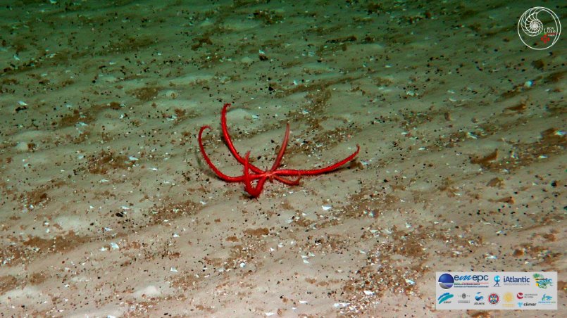 iAtlanticEU tweet media