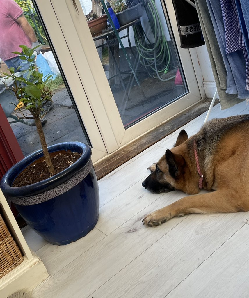 TeenaGates's tweet photo. From a JCB in the garden - to those first rows of bricks… what a difference 10 days makes. Of course we’ve got a great project manager keeping her eye on it all! #DadNGoogleDog #ProjectDad https://t.co/pDX20PtjBl